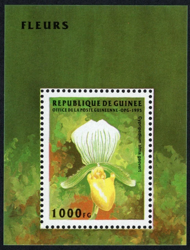 01554 BL 497 Flóra
