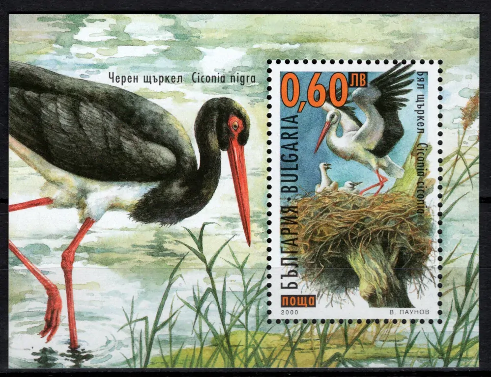 4449/BL242 Fauna