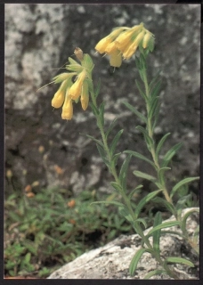 CM 008 A