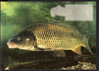 CM 024 A