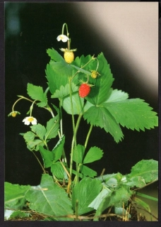 CM 034 A