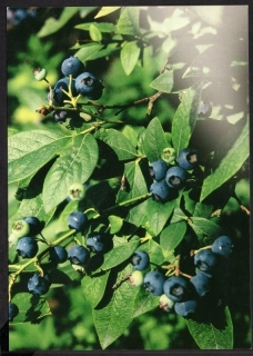CM 035 A