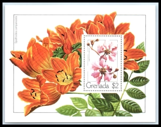 0960 BL 81 Flóra