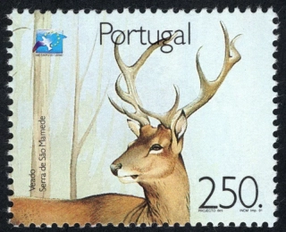 1861 Fauna