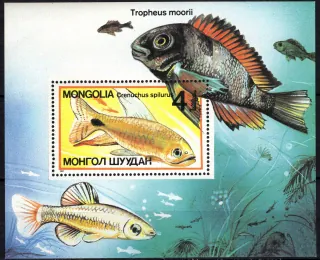 1843/BL118 Fauna