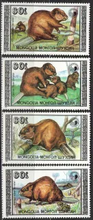 2021-2024 Fauna