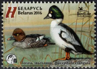 1108 Vtáky