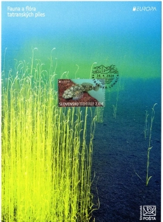 NL-815