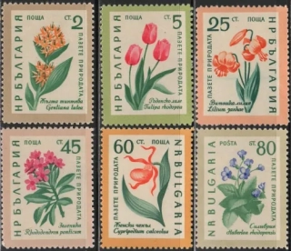 1164-1169 Kvety