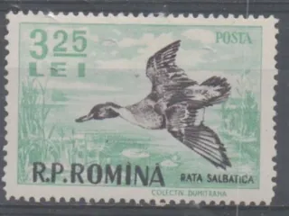 1575N. Vtaky