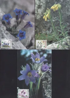CM 006-008