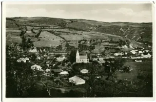 Volové