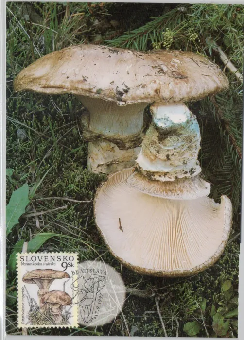 CM 016-018