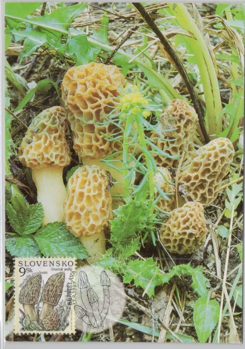 CM 016-018